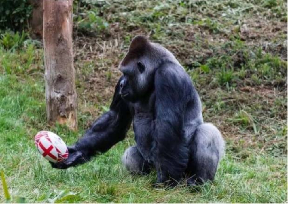 %d9%88%d9%81%d8%a7%d8%a9 %d8%a8%d8%b7%d9%84 %d9%85%d8%b3%d9%84%d8%b3%d9%84 The Zoo %d8%a7%d9%84%d8%ba%d9%88%d8%b1%d9%8a%d9%84%d8%a7 %d8%a8%d9%8a%d8%b1%d8%aa%d9%8a%d9%86%d8%a7%d9%83