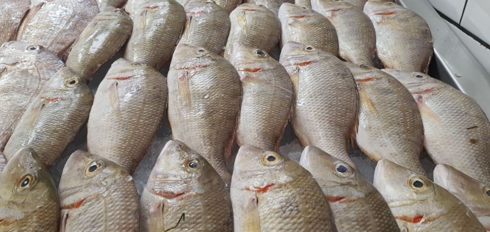 %d9%86%d8%b8%d8%a7%d9%85 %d8%a7%d9%84%d8%b3%d9%8a%d8%b1 %d8%a7%d9%84%d9%83%d9%87%d8%b1%d8%a8%d8%a7%d8%a6%d9%8a %d8%a2%d9%84%d9%8a%d8%a9 %d8%ac%d8%af%d9%8a%d8%af%d8%a9 %d9%84%d8%aa%d8%b4%d8%ba%d9%8a