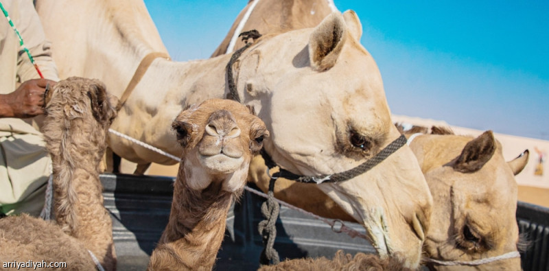 %d8%a7%d9%84%d8%ab%d8%b9%d9%84%d8%a8%d9%8a %d9%8a%d8%aa%d8%b5%d8%af%d8%b1 %d8%aa%d8%ad%d8%af%d9%8a %d8%a7%d9%84%d8%b3%d9%88%d8%a7%d8%ad%d9%84