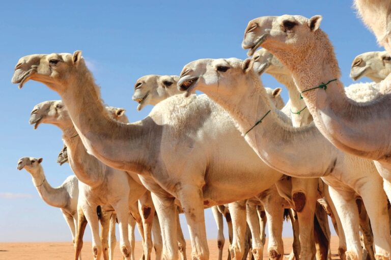 %d8%a7%d9%84%d8%b7%d8%a7%d8%a6%d9%81 %d8%a7%d8%b3%d8%aa%d8%af%d8%b9%d8%a7%d8%a1 %d9%85%d8%a7%d9%84%d9%83 %d8%a5%d8%a8%d9%84 %d8%a5%d8%ab%d8%b1 %d8%a7%d8%af%d8%b9%d8%a7%d8%a1 %d8%aa%d8%b9%d8%b1%d8%b6