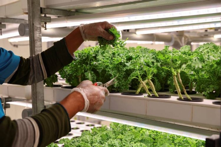 %d9%84%d8%aa%d8%b9%d8%b2%d9%8a%d8%b2 %d8%a7%d9%84%d8%b2%d8%b1%d8%a7%d8%b9%d8%a9 %d8%a7%d9%84%d9%85%d8%b3%d8%aa%d8%af%d8%a7%d9%85%d8%a9 %d8%a7%d9%84%d8%a5%d9%85%d8%a7%d8%b1%d8%a7%d8%aa %d8%aa%d8%b3