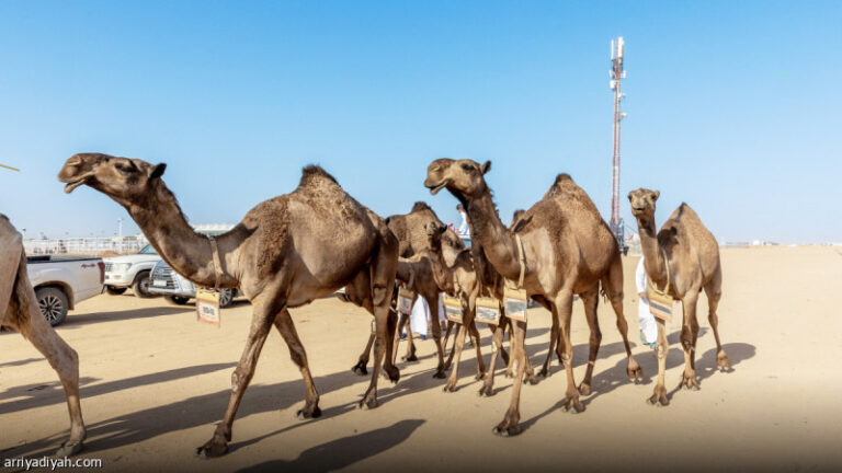 %d8%a7%d9%84%d8%b9%d8%ac%d9%85%d9%8a %d9%88%d8%a7%d9%84%d8%ab%d8%b9%d9%84%d8%a8%d9%8a %d8%a3%d8%a8%d8%b7%d8%a7%d9%84 %d8%a7%d9%84%d8%a3%d8%b5%d8%a7%d9%8a%d9%84 %d9%88%d8%a7%d9%84%d8%b3%d9%88%d8%a7