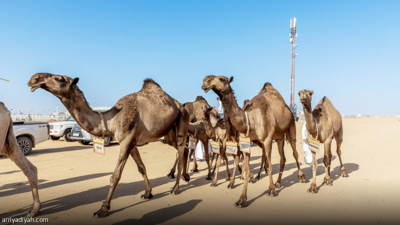 %d8%a7%d9%84%d8%b9%d8%ac%d9%85%d9%8a %d9%88%d8%a7%d9%84%d8%ab%d8%b9%d9%84%d8%a8%d9%8a %d8%a3%d8%a8%d8%b7%d8%a7%d9%84 %d8%a7%d9%84%d8%a3%d8%b5%d8%a7%d9%8a%d9%84 %d9%88%d8%a7%d9%84%d8%b3%d9%88%d8%a7