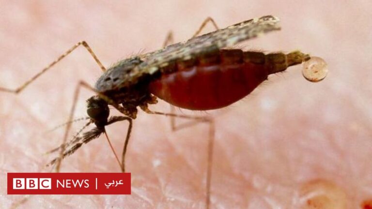 %d9%81%d9%8a%d8%b1%d9%88%d8%b3 %d8%ba%d8%b1%d8%a8 %d8%a7%d9%84%d9%86%d9%8a%d9%84 %d8%a7%d9%84%d9%85%d8%b1%d8%b6 %d8%a7%d9%84%d8%b0%d9%8a %d9%8a%d9%86%d9%82%d9%84%d9%87 %d8%a7%d9%84%d8%a8%d8%b9%d9%88