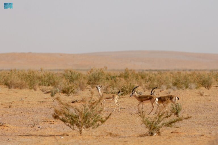 %d9%85%d8%b3%d9%88%d8%ad%d8%a7%d8%aa %d9%85%d9%8a%d8%af%d8%a7%d9%86%d9%8a%d8%a9 %d8%b4%d8%a7%d9%85%d9%84%d8%a9 %d9%84%d8%ad%d9%85%d8%a7%d9%8a%d8%a9 %d8%a7%d9%84%d8%ad%d9%8a%d8%a7%d8%a9 %d8%a7%d9%84