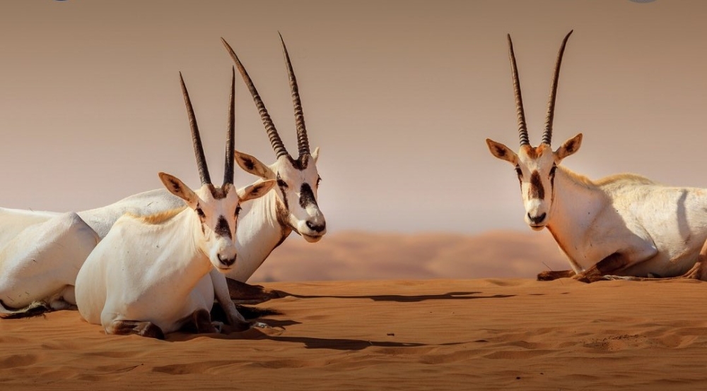 %d8%a7%d9%84%d8%b1%d9%8a%d8%a7%d8%b6 %d8%b6%d8%a8%d8%b7 %d9%85%d8%ae%d8%a7%d9%84%d9%81 %d9%84%d8%a7%d8%b1%d8%aa%d9%83%d8%a7%d8%a8%d9%87 %d9%85%d8%ae%d8%a7%d9%84%d9%81%d8%a9 %d8%b5%d9%8a%d8%af %d8%a8