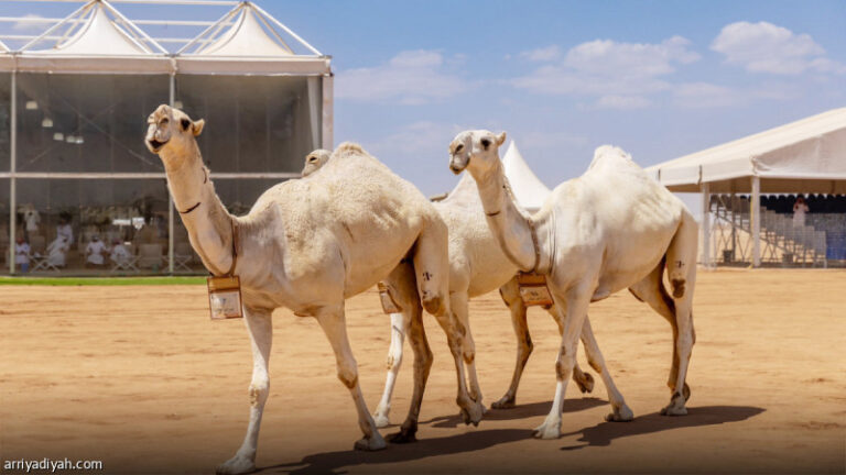 %d8%a7%d9%84%d8%af%d9%88%d8%b3%d8%b1%d9%8a %d9%88%d8%a7%d9%84%d9%85%d8%b1%d8%b4%d8%af%d9%8a %d9%8a%d8%aa%d8%b5%d8%af%d8%b1%d8%a7%d9%86 %d8%aa%d8%ad%d8%af%d9%8a %d8%a7%d9%84%d9%88%d8%b6%d8%ad