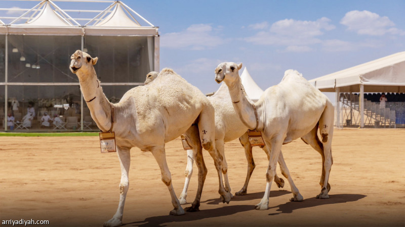 %d8%a7%d9%84%d8%af%d9%88%d8%b3%d8%b1%d9%8a %d9%88%d8%a7%d9%84%d9%85%d8%b1%d8%b4%d8%af%d9%8a %d9%8a%d8%aa%d8%b5%d8%af%d8%b1%d8%a7%d9%86 %d8%aa%d8%ad%d8%af%d9%8a %d8%a7%d9%84%d9%88%d8%b6%d8%ad