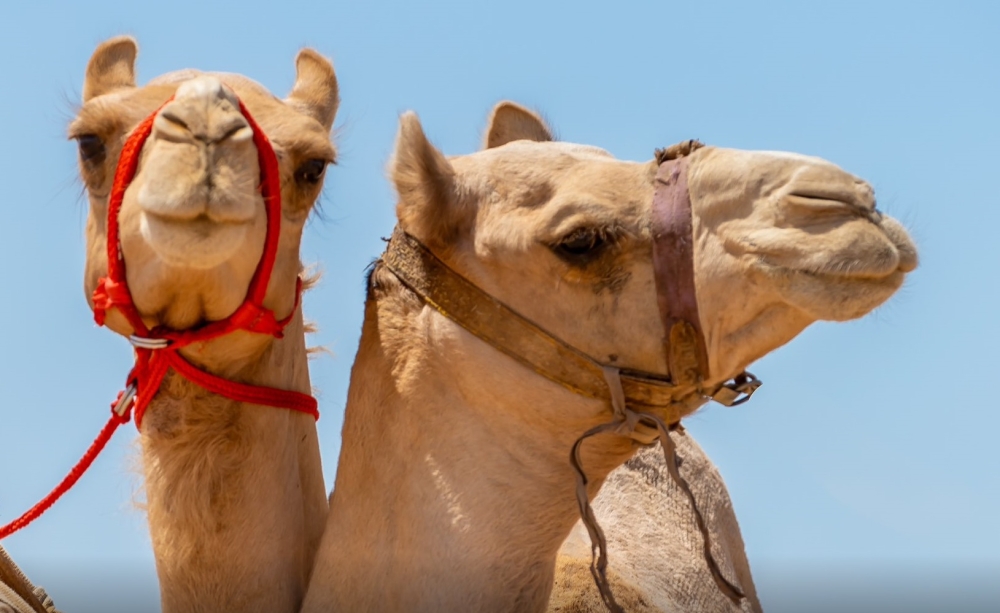 %d8%aa%d8%ad%d8%b5%d9%8a%d9%86 %d8%a7%d9%84%d8%a5%d8%a8%d9%84 %d8%ae%d8%b7%d9%88%d8%a9 %d8%a7%d8%b3%d8%aa%d8%a8%d8%a7%d9%82%d9%8a%d8%a9 %d9%84%d9%85%d9%88%d8%a7%d8%ac%d9%87%d8%a9 %d8%a7%d9%84