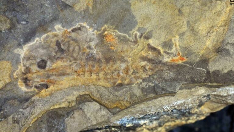 %d8%a7%d9%83%d8%aa%d8%b4%d8%a7%d9%81 %d8%a3%d9%82%d8%af%d9%85 %d8%ad%d9%81%d8%b1%d9%8a%d8%a9 %d9%84%d9%86%d9%88%d8%b9 %d9%85%d9%86 %d8%a7%d9%84%d8%b6%d9%81%d8%a7%d8%af%d8%b9 %d8%a7%d9%84%d9%83%d8%a8