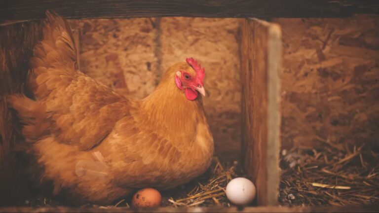 %d8%a7%d9%84%d8%a8%d9%8a%d8%b6%d8%a9 %d8%a3%d9%85 %d8%a7%d9%84%d8%af%d8%ac%d8%a7%d8%ac%d8%a9%d8%9f %d8%b3%d8%a4%d8%a7%d9%84 %d8%ad%d9%8a%d8%b1 %d8%a7%d9%84%d9%86%d8%a7%d8%b3 %d9%88%d8%ad%d8%b3%d9%85