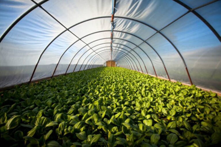 %d9%85%d8%b1%d9%83%d8%b2 %d8%aa%d8%b7%d9%88%d9%8a%d8%b1 %d8%a7%d9%84%d8%b2%d8%b1%d8%a7%d8%b9%d8%a9 %d8%a7%d9%84%d9%85%d8%b3%d8%aa%d8%af%d8%a7%d9%85%d8%a9 %d9%8a%d8%b7%d9%84%d9%82 %d8%a8%d8%b1%d9%86