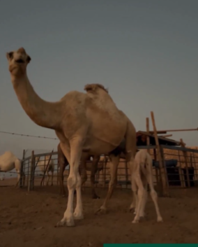 %d8%a7%d9%84%d8%a8%d9%8a%d8%a6%d8%a9 %d8%aa%d8%a4%d9%83%d8%af %d8%a3%d9%87%d9%85%d9%8a%d8%a9 %d8%a7%d9%84%d8%aa%d8%b1%d9%82%d9%8a%d9%85 %d8%a7%d9%84%d8%a5%d9%84%d9%83%d8%aa%d8%b1%d9%88%d9%86%d9%8a