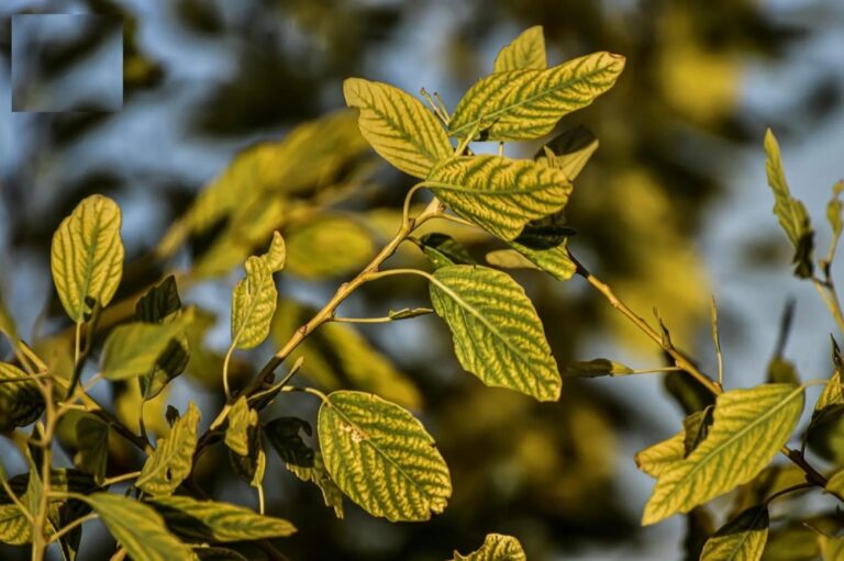 %d9%85%d9%87%d8%af%d8%af%d8%a9 %d8%a8%d8%a7%d9%84%d8%a7%d9%86%d8%af%d8%ab%d8%a7%d8%b1 %d8%b1%d8%b5%d8%af %d8%b4%d8%ac%d8%b1%d8%a9 %d8%a7%d9%84%d8%ba%d8%b1%d8%a8 %d8%a7%d9%84%d9%86%d8%a7%d8%af