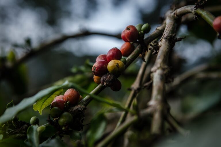 %d8%b2%d8%b1%d8%a7%d8%b9%d8%a9 %d8%a7%d9%84%d8%a8%d9%8f%d9%86 %d8%a7%d9%84%d8%b4%d8%af%d9%88%d9%8a %d8%a3%d8%a8%d8%b1%d8%b2 %d9%85%d8%b8%d8%a7%d9%87%d8%b1 %d8%a7%d9%84%d8%ad%d9%8a%d8%a7%d8%a9