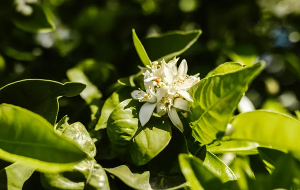 %d8%a7%d9%84%d8%a8%d9%8a%d8%a6%d8%a9 %d8%aa%d8%a4%d9%83%d8%af %d9%86%d8%ac%d8%a7%d8%ad %d8%a7%d8%b3%d8%aa%d8%ae%d9%84%d8%a7%d8%b5 %d8%b9%d8%b7%d8%b1 %d9%81%d8%b1%d9%8a%d8%af %d9%85%d9%86 %d8%b2%d9%87