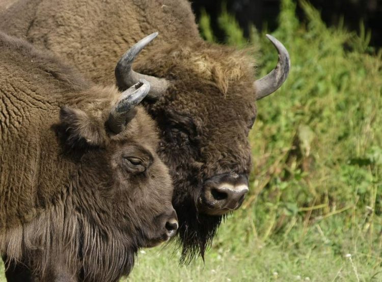 %d9%87%d9%84 %d8%aa%d9%86%d8%ac%d8%ad %d8%a3%d8%b1%d8%b5%d8%af%d8%a9 %d8%a7%d9%84%d8%aa%d9%86%d9%88%d8%b9 %d8%a7%d9%84%d8%a8%d9%8a%d9%88%d9%84%d9%88%d8%ac%d9%8a %d9%81%d9%8a %d8%aa%d9%88%d9%81%d9%8a