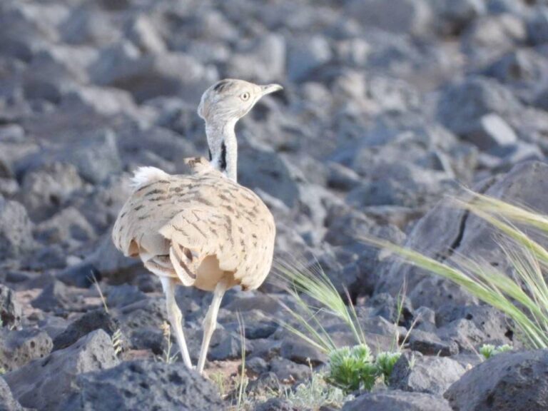 26 %d9%85%d9%86 %d8%a7%d9%84%d8%b7%d9%8a%d9%88%d8%b1 %d8%a7%d9%84%d9%85%d9%87%d8%af%d8%af%d8%a9 %d8%a8%d8%a7%d9%84%d8%a7%d9%86%d9%82%d8%b1%d8%a7%d8%b6 %d8%aa%d8%b9%d8%aa%d9%86%d9%8a %d8%a8%d9%87%d8%a7