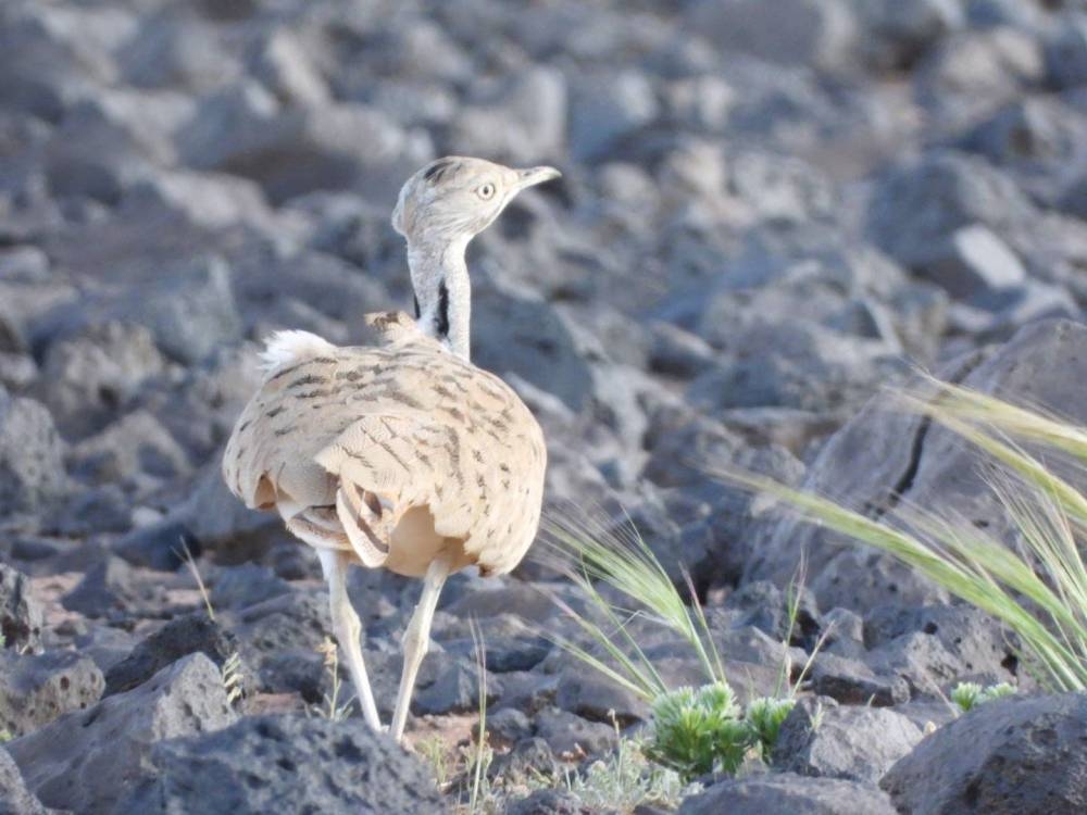 26 %d9%85%d9%86 %d8%a7%d9%84%d8%b7%d9%8a%d9%88%d8%b1 %d8%a7%d9%84%d9%85%d9%87%d8%af%d8%af%d8%a9 %d8%a8%d8%a7%d9%84%d8%a7%d9%86%d9%82%d8%b1%d8%a7%d8%b6 %d8%aa%d8%b9%d8%aa%d9%86%d9%8a %d8%a8%d9%87%d8%a7