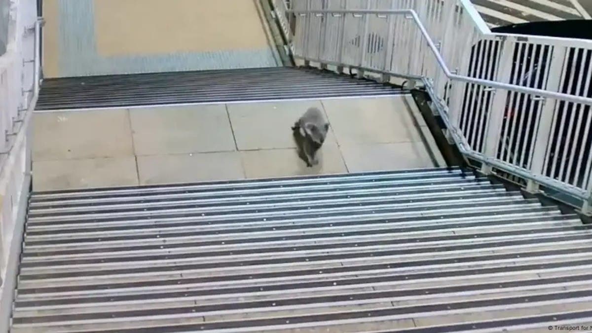 %d9%81%d9%8a%d8%af%d9%8a%d9%88 %d8%b4%d8%b1%d8%b7%d8%a9 %d8%a3%d8%b3%d8%aa%d8%b1%d8%a7%d9%84%d9%8a%d8%a7 %d8%aa%d8%b7%d8%a7%d8%b1%d8%af %d9%83%d9%88%d8%a7%d9%84%d8%a7 %d8%b4%d8%a7%d8%b1%d8%af%d8%a7