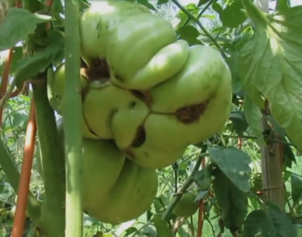 %d8%a7%d9%84%d8%b2%d8%b1%d8%a7%d8%b9%d8%a9 %d8%aa%d9%82%d9%84%d9%8a%d9%84 %d8%b8%d8%a7%d9%87%d8%b1%d8%a9 %d9%88%d8%ac%d9%87 %d8%a7%d9%84%d9%82%d8%b7 %d9%81%d9%8a %d8%a7%d9%84%d8%b7%d9%85%d8%a7