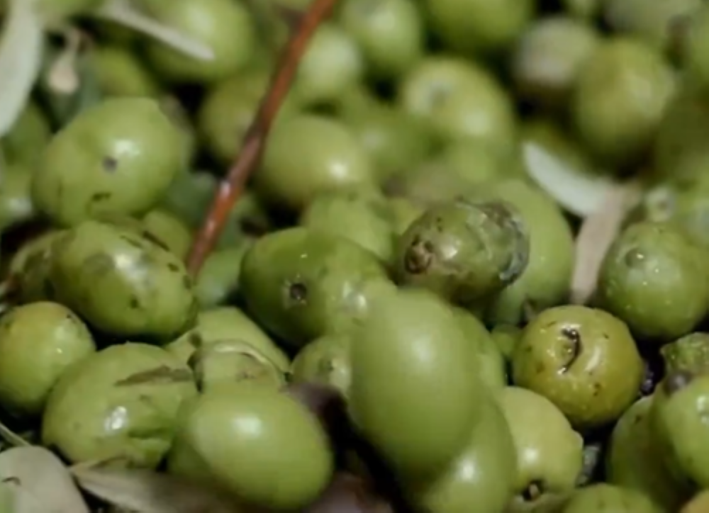 %d8%a7%d9%84%d8%a8%d9%8a%d8%a6%d8%a9 %d8%a7%d8%ae%d8%aa%d9%84%d8%a7%d9%81 %d8%a3%d8%b5%d9%86%d8%a7%d9%81 %d8%a7%d9%84%d8%b2%d9%8a%d8%aa%d9%88%d9%86 %d9%8a%d8%ad%d8%af%d8%af %d9%86%d8%b3%d8%a8