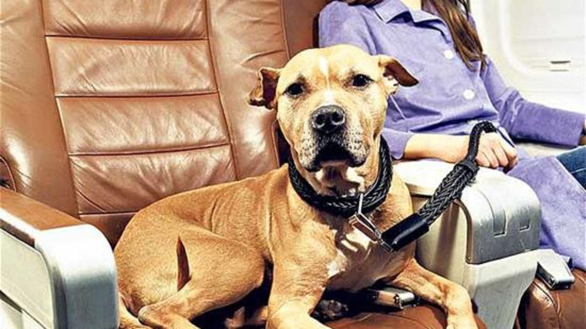 %d9%85%d9%81%d8%a7%d8%ac%d8%a3%d8%a9 %d8%b5%d8%a7%d8%af%d9%85%d8%a9 %d9%82%d8%b7%d8%b7 %d9%88%d9%83%d9%84%d8%a7%d8%a8 %d8%aa%d8%b1%d8%ab %d9%85%d9%84%d8%a7%d9%8a%d9%8a%d9%86 %d8%a7%d9%84%d8%af%d9%88