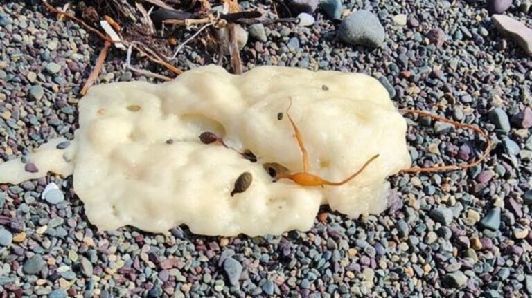 %d8%a8%d8%b1%d8%a7%d8%b2 %d9%81%d8%b6%d8%a7%d8%a6%d9%8a%d9%8a%d9%86 %d8%a3%d9%88 %d9%85%d8%ae%d8%a7%d8%b7 %d8%ad%d9%8a%d8%aa%d8%a7%d9%86%d8%9f %d9%83%d8%aa%d9%84 %d8%b4%d8%a7%d8%b7%d8%a6%d9%8a