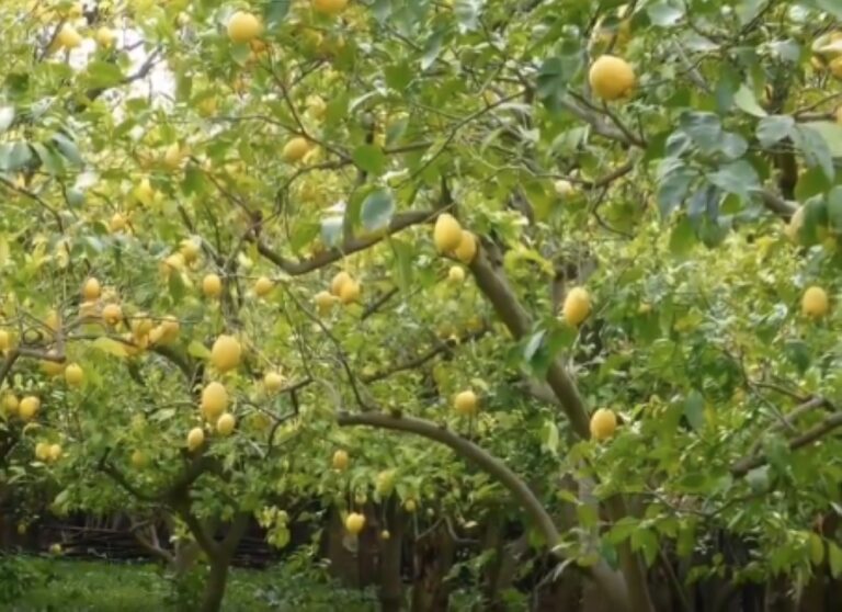 %d8%a7%d9%84%d8%a5%d8%b1%d8%b4%d8%a7%d8%af %d8%a7%d9%84%d8%b2%d8%b1%d8%a7%d8%b9%d9%8a %d9%8a%d8%a4%d9%83%d8%af %d8%a3%d9%87%d9%85%d9%8a%d8%a9 %d8%a7%d9%84%d8%a7%d9%84%d8%aa%d8%b2%d8%a7%d9%85