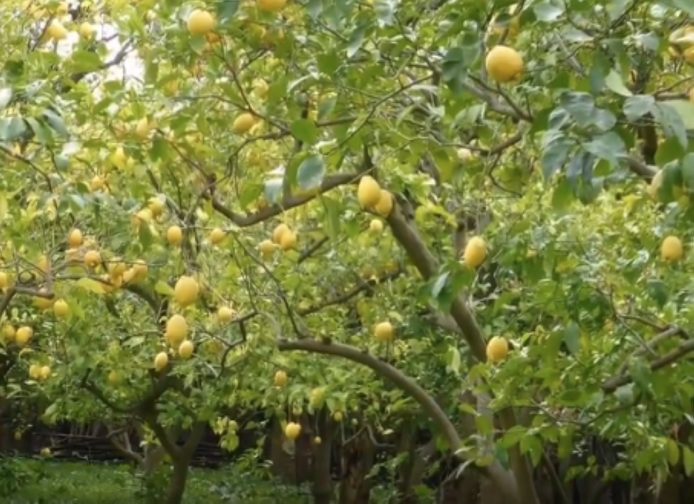 %d8%a7%d9%84%d8%a5%d8%b1%d8%b4%d8%a7%d8%af %d8%a7%d9%84%d8%b2%d8%b1%d8%a7%d8%b9%d9%8a %d9%8a%d8%a4%d9%83%d8%af %d8%a3%d9%87%d9%85%d9%8a%d8%a9 %d8%a7%d9%84%d8%a7%d9%84%d8%aa%d8%b2%d8%a7%d9%85