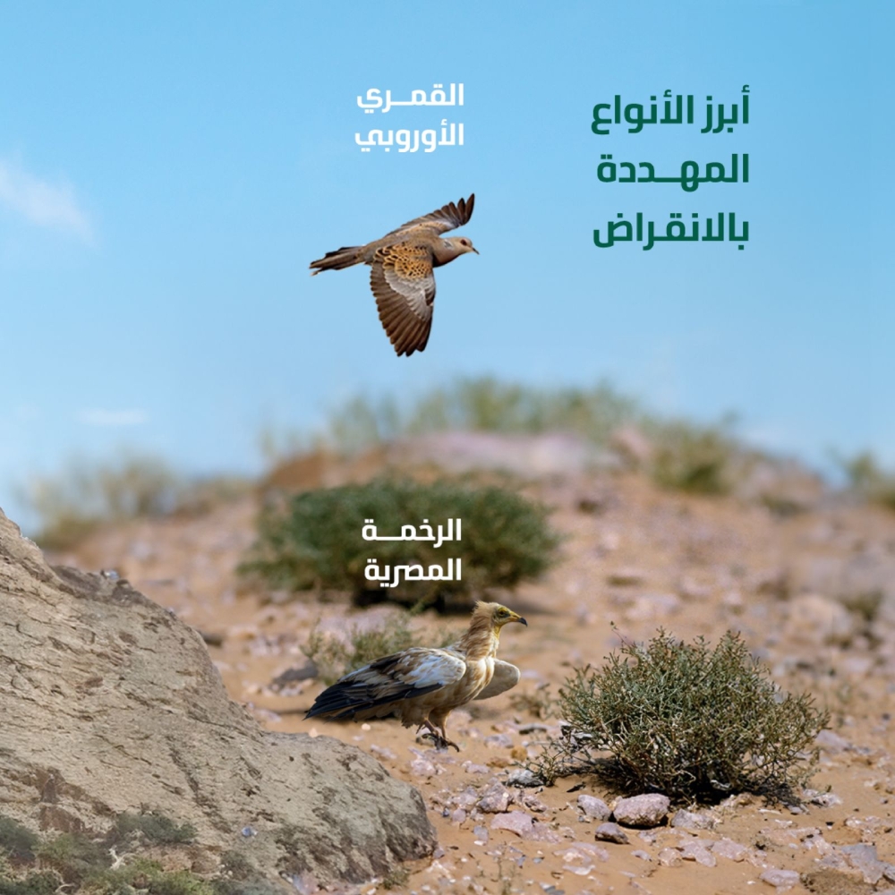 %d8%a3%d8%b4%d9%87%d8%b1%d9%87%d8%a7 %d8%a7%d9%84%d9%82%d9%85%d8%b1%d9%8a %d8%a7%d9%84%d9%85%d9%85%d9%84%d9%83%d8%a9 %d8%aa%d8%ad%d8%aa%d8%b6%d9%86 27 %d9%86%d9%88%d8%b9%d9%8b%d8%a7 %d9%85%d9%86