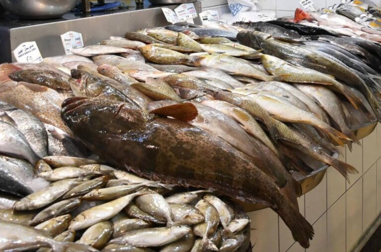 %d8%a7%d8%b1%d8%aa%d9%81%d8%a7%d8%b9 %d8%a5%d9%86%d8%aa%d8%a7%d8%ac %d8%a7%d9%84%d8%a7%d8%b3%d8%aa%d8%b2%d8%b1%d8%a7%d8%b9 %d8%a7%d9%84%d8%b3%d9%85%d9%83%d9%8a %d8%a8%d8%a7%d9%84%d8%b3%d8%b9%d9%88