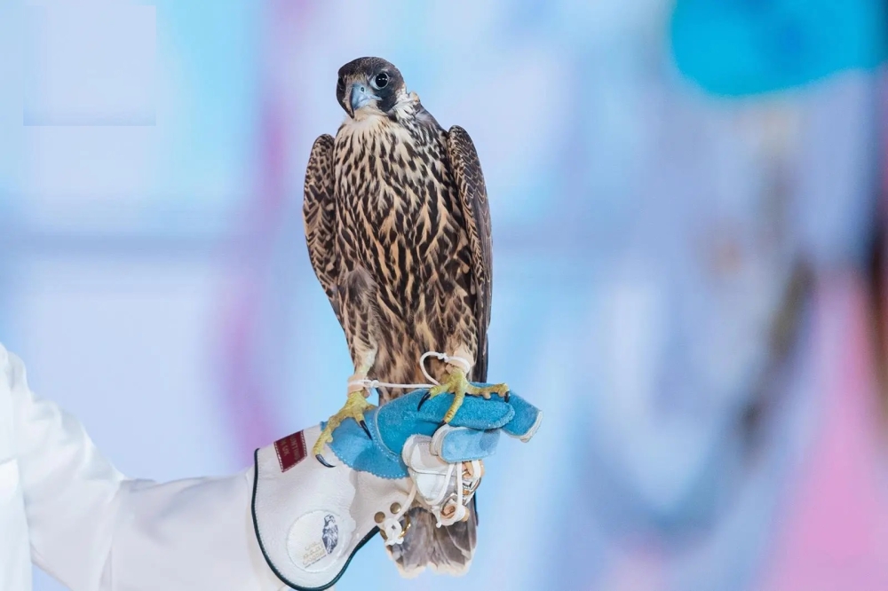 %d8%b4%d8%a7%d9%87%d9%8a%d9%86 %d9%8a%d8%b3%d8%ac%d9%84 %d8%a3%d8%ba%d9%84%d9%89 %d8%b3%d8%b9%d8%b1 %d9%81%d9%8a %d9%85%d8%b2%d8%a7%d8%af %d9%86%d8%a7%d8%af%d9%8a %d8%a7%d9%84%d8%b5%d9%82%d9%88