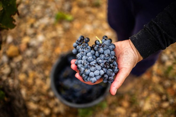 %d8%a5%d9%86%d8%aa%d8%a7%d8%ac %d8%a7%d9%84%d9%86%d8%a8%d9%8a%d8%b0 %d8%a7%d9%84%d8%b9%d8%a7%d9%84%d9%85%d9%8a %d9%82%d8%b1%d8%a8 %d8%a3%d8%af%d9%86%d9%89 %d9%85%d8%b3%d8%aa%d9%88%d9%8a%d8%a7%d8%aa