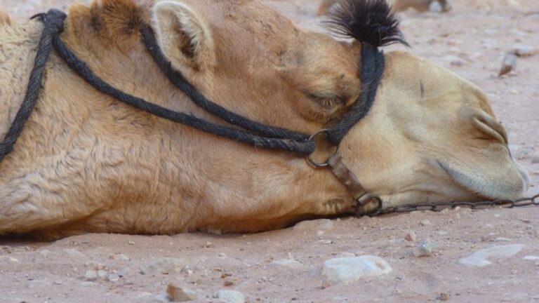 %d8%a7%d9%84%d8%a8%d9%8a%d8%a6%d8%a9 %d8%aa%d9%88%d8%b5%d9%8a %d8%a8%d8%b9%d9%84%d8%a7%d8%ac %d9%81%d8%b9%d9%91%d8%a7%d9%84 %d9%84%d9%85%d8%b1%d8%b6 %d8%a7%d9%84%d9%87%d9%8a%d8%a7%d9%85 %d9%81