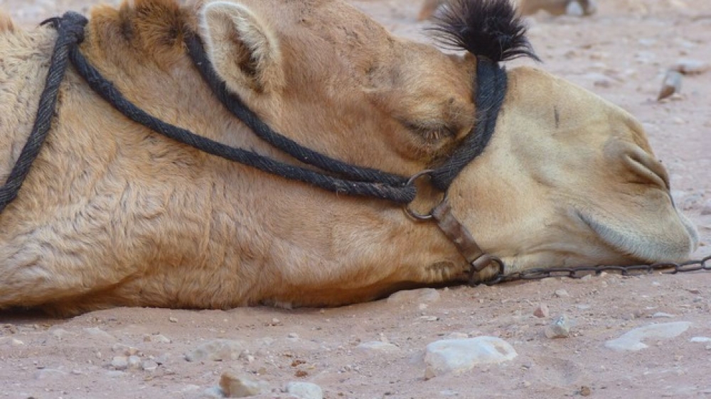 %d8%a7%d9%84%d8%a8%d9%8a%d8%a6%d8%a9 %d8%aa%d9%88%d8%b5%d9%8a %d8%a8%d8%b9%d9%84%d8%a7%d8%ac %d9%81%d8%b9%d9%91%d8%a7%d9%84 %d9%84%d9%85%d8%b1%d8%b6 %d8%a7%d9%84%d9%87%d9%8a%d8%a7%d9%85 %d9%81