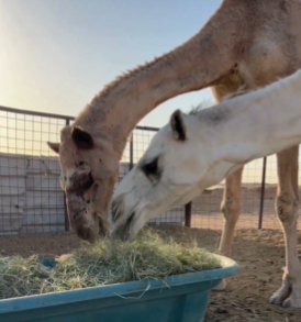 %d8%a7%d9%84%d8%a8%d9%8a%d8%a6%d8%a9 %d8%a7%d9%84%d9%85%d8%b9%d8%a7%d9%84%d9%81 %d8%a7%d9%84%d9%85%d8%b1%d8%aa%d9%81%d8%b9%d8%a9 %d8%aa%d9%8f%d8%ad%d8%b3%d9%91%d9%86 %d8%aa%d8%ba%d8%b0%d9%8a%d8%a9