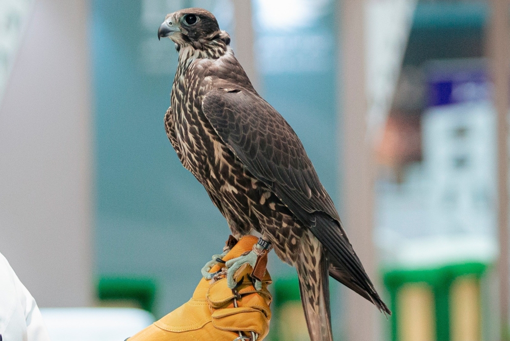 %d8%a8%d9%8a%d8%b9 %d8%b5%d9%82%d8%b1 %d8%a8%d9%80 150 %d8%a3%d9%84%d9%81 %d8%b1%d9%8a%d8%a7%d9%84 %d8%b6%d9%85%d9%86 %d9%85%d8%b2%d8%a7%d8%af %d9%86%d8%a7%d8%af%d9%8a %d8%a7%d9%84%d8%b5%d9%82%d9%88