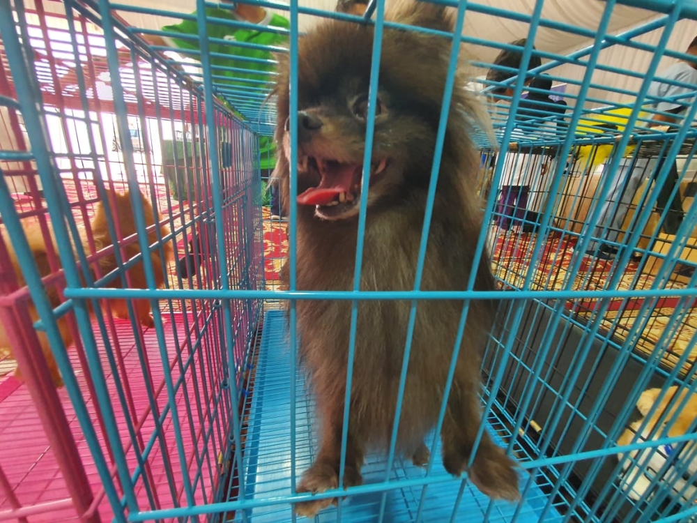 %d8%b5%d9%88%d8%b1 5 %d8%ac%d8%b1%d8%b9%d8%a7%d8%aa %d9%84%d9%82%d8%a7%d8%ad %d8%b6%d8%b1%d9%88%d8%b1%d9%8a%d8%a9 %d9%84%d8%aa%d8%ac%d9%86%d8%a8 %d8%af%d8%a7%d8%a1 %d8%a7%d9%84%d9%83%d9%84%d8%a8