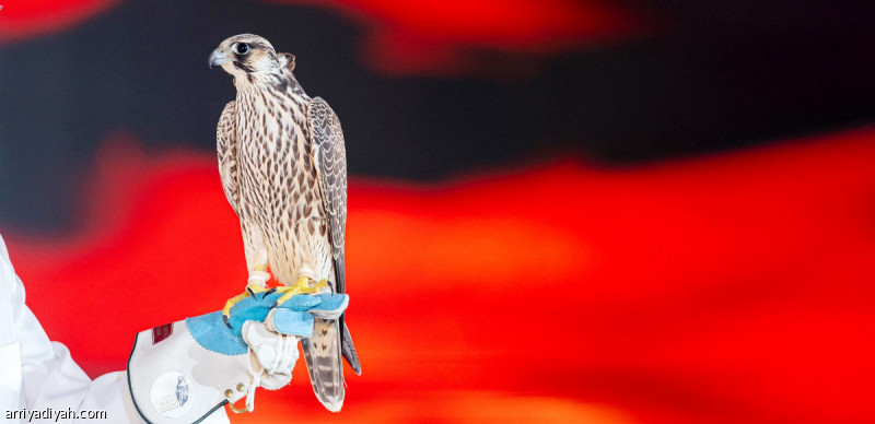 %d9%85%d8%b2%d8%a7%d8%af %d8%a7%d9%84%d8%b5%d9%82%d9%88%d8%b1 %d8%a8%d9%8a%d8%b9 %d8%b4%d8%a7%d9%87%d9%8a%d9%86 %d9%81%d8%b1%d8%ae %d8%a8%d9%80 150 %d8%a3%d9%84%d9%81 %d8%b1%d9%8a%d8%a7