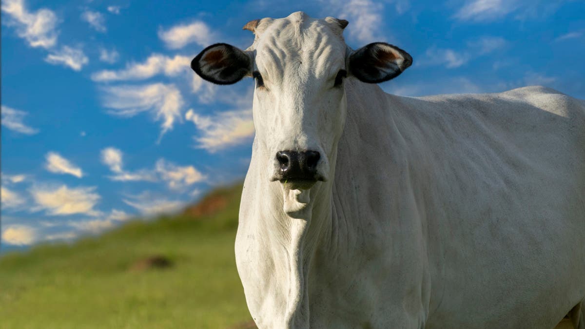 %d8%a8%d8%b9%d8%af %d8%a3%d9%86 %d8%a3%d9%83%d9%84%d8%aa %d9%85%d9%86 %d9%85%d8%ad%d8%b5%d9%88%d9%84%d9%87 %d9%85%d8%b2%d8%a7%d8%b1%d8%b9 %d9%85%d8%ba%d8%b1%d8%a8%d9%8a %d9%8a%d8%b6%d8%b1%d8%a8