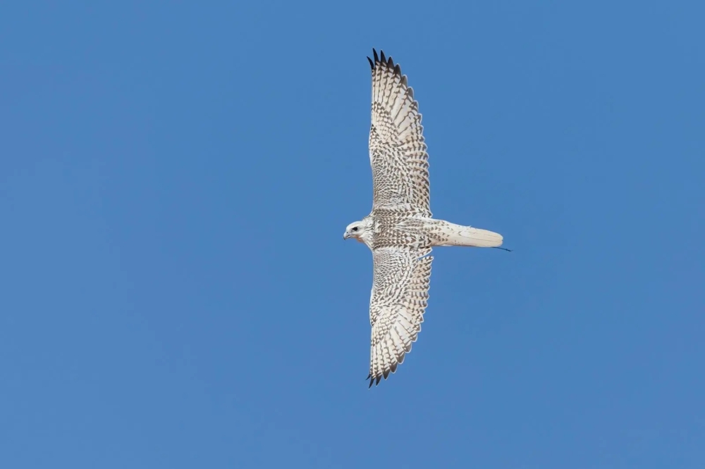 %d8%a7%d9%84%d8%b5%d9%82%d8%b1 %d9%85%d8%b9%d8%b2 %d9%8a%d9%8f%d8%aa%d9%88%d8%ac %d8%a8%d8%a7%d9%84%d9%85%d8%b1%d9%83%d8%b2 %d8%a7%d9%84%d8%a3%d9%88%d9%84 %d9%81%d9%8a %d8%a7%d9%84%d9%8a%d9%88