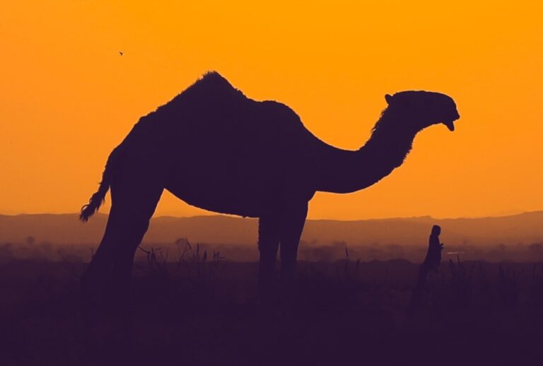 %d8%a7%d9%86%d8%b7%d9%84%d8%a7%d9%82 %d9%85%d9%87%d8%b1%d8%ac%d8%a7%d9%86 %d9%85%d8%b2%d8%a7%d8%af %d9%86%d8%ac%d8%b1%d8%a7%d9%86 %d9%84%d9%84%d8%a5%d8%a8%d9%84 2024 %d8%ba%d8%af%d9%8b%d8%a7