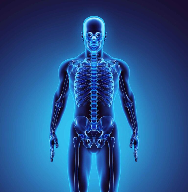 3d Illustration Part Of Human Skeleton, Medical Concept.