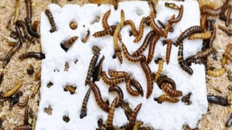 %d8%a7%d9%83%d8%aa%d8%b4%d8%a7%d9%81 %d9%81%d8%b1%d9%8a%d8%af %d8%af%d9%8a%d8%af%d8%a7%d9%86 %d9%82%d8%a7%d8%af%d8%b1%d8%a9 %d8%b9%d9%84%d9%89 %d8%aa%d9%81%d8%aa%d9%8a%d8%aa %d8%a7%d9%84%d8%a8%d9%84