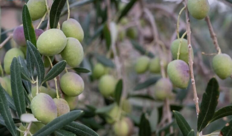 94 %d8%a3%d9%84%d9%81 %d8%b7%d9%86 %d9%85%d8%b9%d8%a7%d8%b5%d8%b1 %d8%a7%d9%84%d8%b2%d9%8a%d8%aa%d9%88%d9%86 %d8%a8%d8%aa%d8%a8%d9%88%d9%83 %d8%aa%d8%b3%d8%aa%d9%82%d8%a8%d9%84 %d9%86%d8%aa%d8%a7