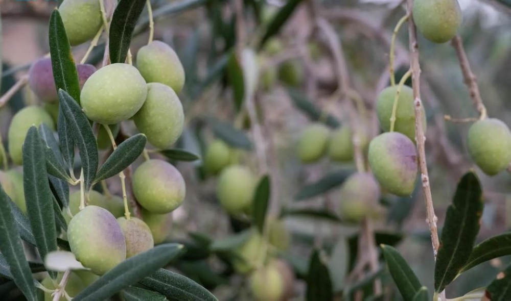 94 %d8%a3%d9%84%d9%81 %d8%b7%d9%86 %d9%85%d8%b9%d8%a7%d8%b5%d8%b1 %d8%a7%d9%84%d8%b2%d9%8a%d8%aa%d9%88%d9%86 %d8%a8%d8%aa%d8%a8%d9%88%d9%83 %d8%aa%d8%b3%d8%aa%d9%82%d8%a8%d9%84 %d9%86%d8%aa%d8%a7