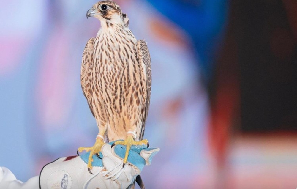 210 %d8%a2%d9%84%d8%a7%d9%81 %d8%b1%d9%8a%d8%a7%d9%84 %d9%82%d9%8a%d9%85%d8%a9 %d8%b5%d9%82%d8%b1 %d8%b4%d8%a7%d9%87%d9%8a%d9%86 %d8%aa%d9%81%d8%a7%d8%b5%d9%8a%d9%84 %d8%a7%d9%84%d9%84%d9%8a%d9%84