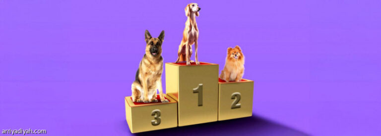 2 %d8%af%d9%8a%d8%b3%d9%85%d8%a8%d8%b1 %d9%85%d9%87%d8%b1%d8%ac%d8%a7%d9%86 %d8%a7%d9%84%d9%83%d9%84%d8%a7%d8%a8 %d9%8a%d8%b9%d9%88%d8%af %d9%81%d9%8a %d9%85%d9%88%d8%b3%d9%85 %d8%a7