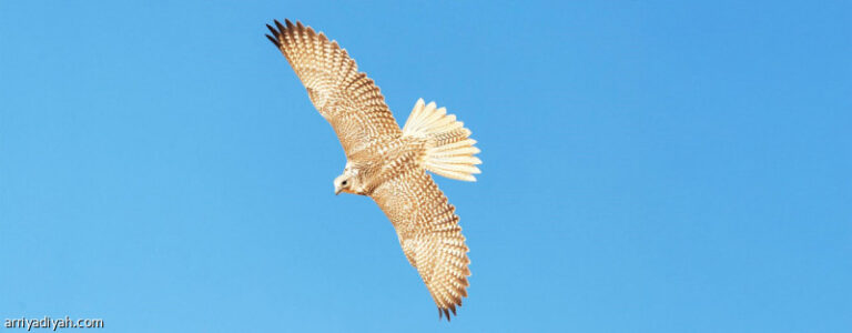 1500 %d9%85%d8%aa%d8%b3%d8%a7%d8%a8%d9%82 %d9%81%d9%8a %d9%83%d8%a3%d8%b3 %d9%86%d8%a7%d8%af%d9%8a %d8%a7%d9%84%d8%b5%d9%82%d9%88%d8%b1